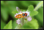 IMG_7830b