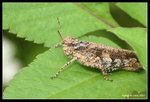 IMG_7831b