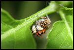 IMG_7835b