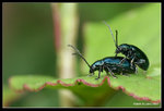IMG_7844b