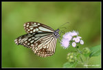 IMG_7894b