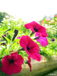 P3080081i