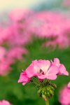 1-DSC_3803