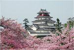 sakura2