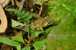 Frog-1