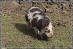 Zoo_22R1706