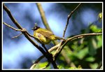 Black-headed Bulbul ���Y��
