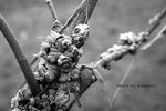 IMG_1030
