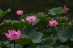 IMG_9501r