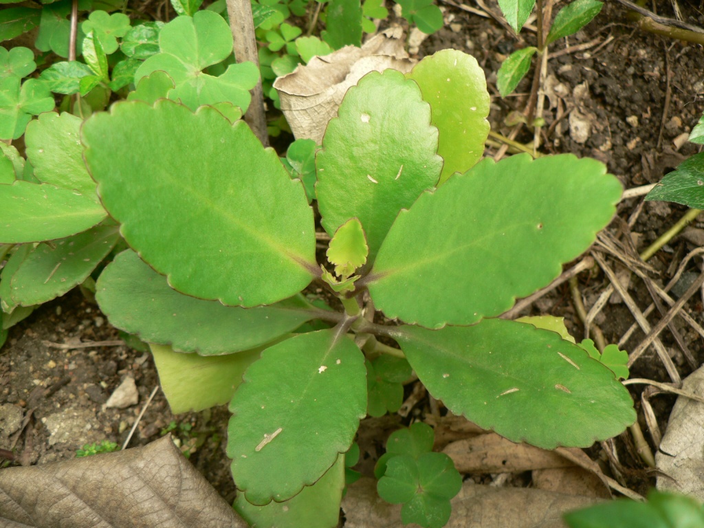 Bryophyllum Pinnatum