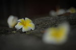 sDSC_266