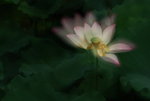 lotus-27