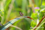IMG_1233u