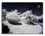 IMG_4459