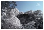IRCW_2