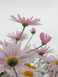 IMG_1359