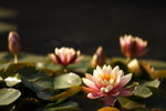 _MG_9335