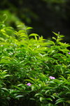 DPP_00268