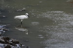 DPP_02007