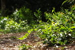 DPP_03520