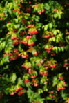 DPP_03525