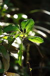 DPP_04631