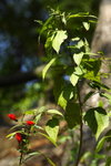 DPP_04632