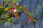 DPP_04655