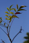 DPP_04657