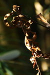 DPP_04661