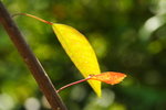 DPP_04662