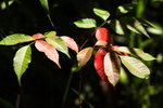 DPP_04664