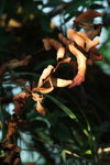 DPP_04665