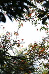 DPP_04666