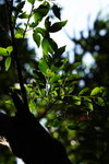 DPP_04667