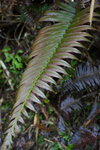 DPP_04670
