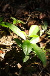 DPP_04681