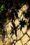DPP_04691