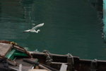 DPP_06320