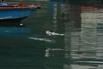 DPP_06331