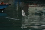 DPP_06332