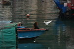 DPP_06335