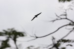 DPP_06338