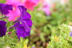 DPP_06345
