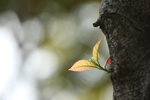 DPP_06790