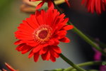 DPP_08897
