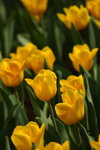 DPP_08901