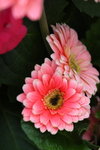DPP_08929