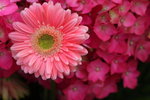 DPP_08930
