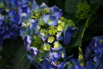 DPP_08966